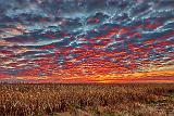 Cornfield Sunrise_P1220182-7